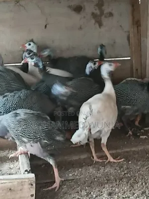 Guinea Fowl Farming