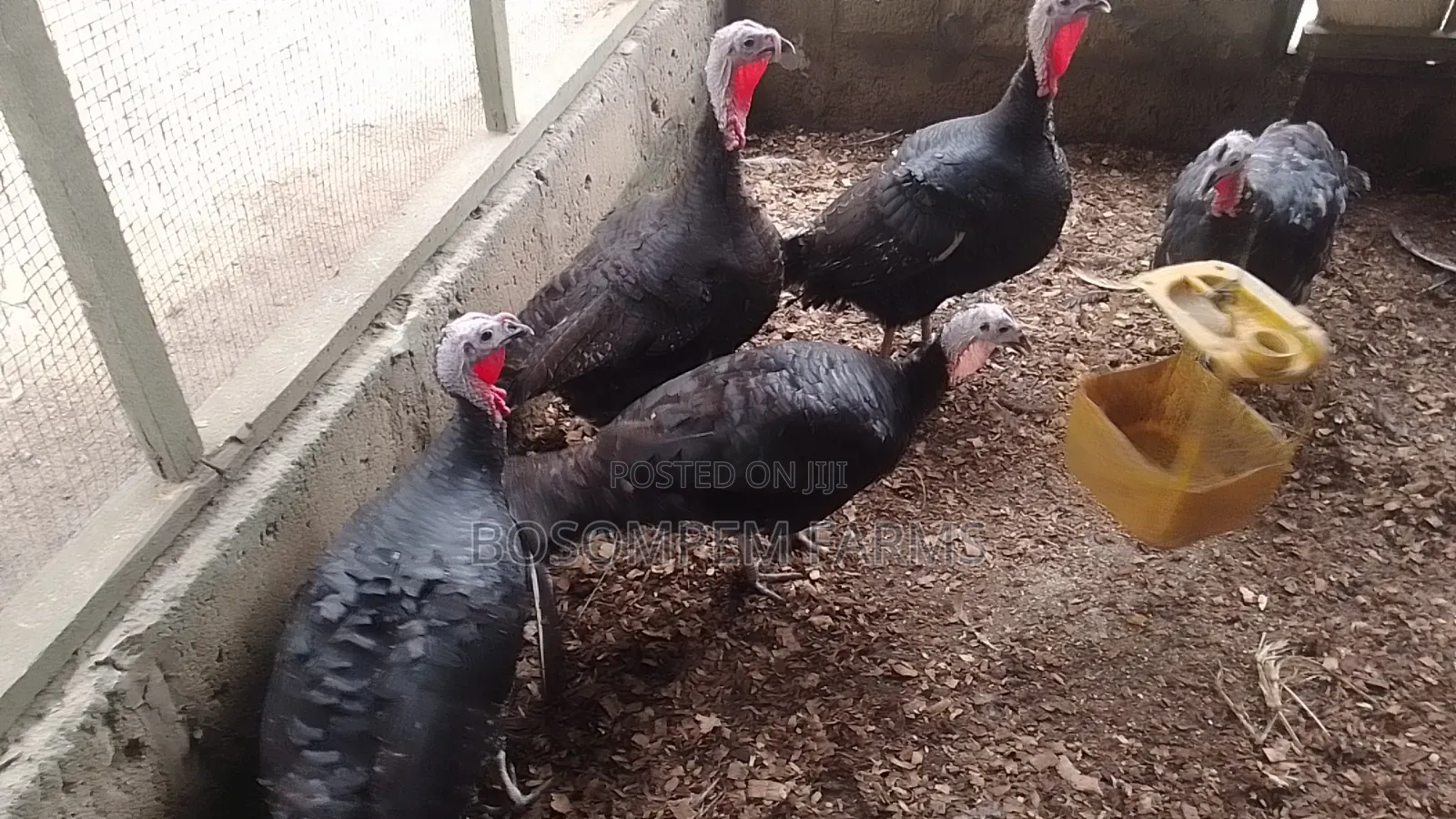 Best Female Turkeys for Beginners.