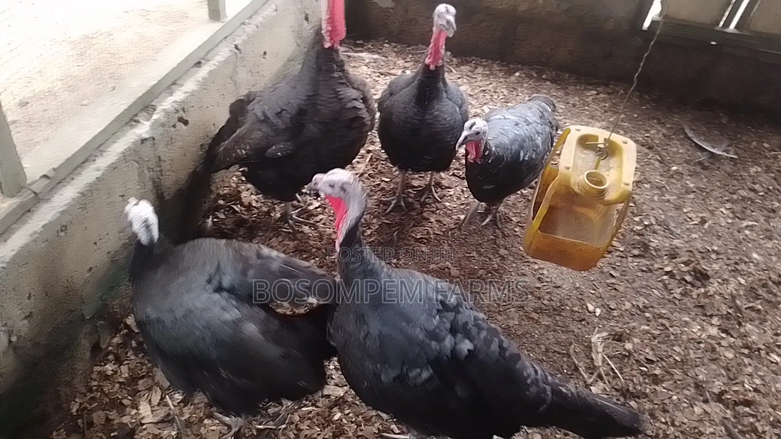 Best Female Turkeys for Beginners.
