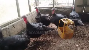 Best Female Turkeys for Beginners.