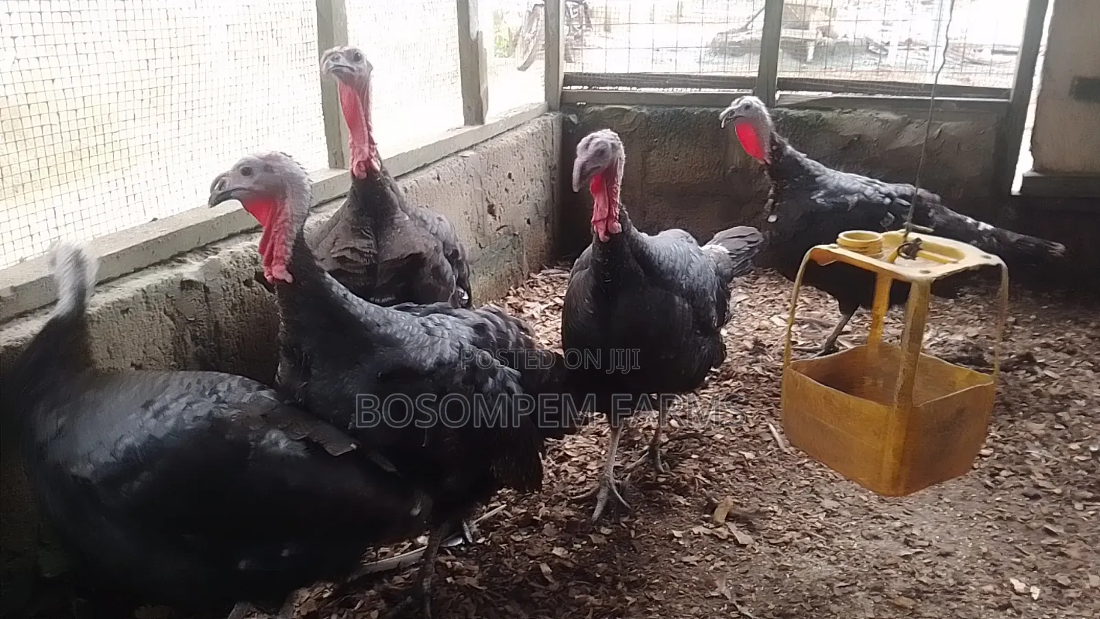 Best Female Turkeys for Beginners.