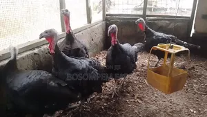 Best Female Turkeys for Beginners.