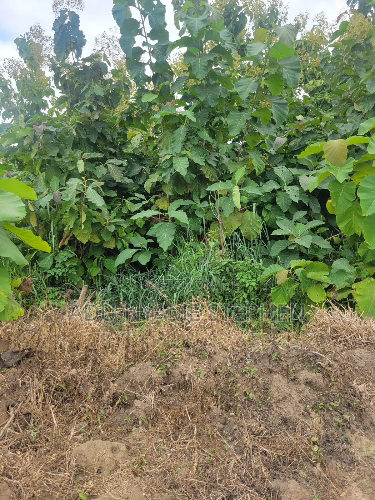 Sale of Plot of Land
