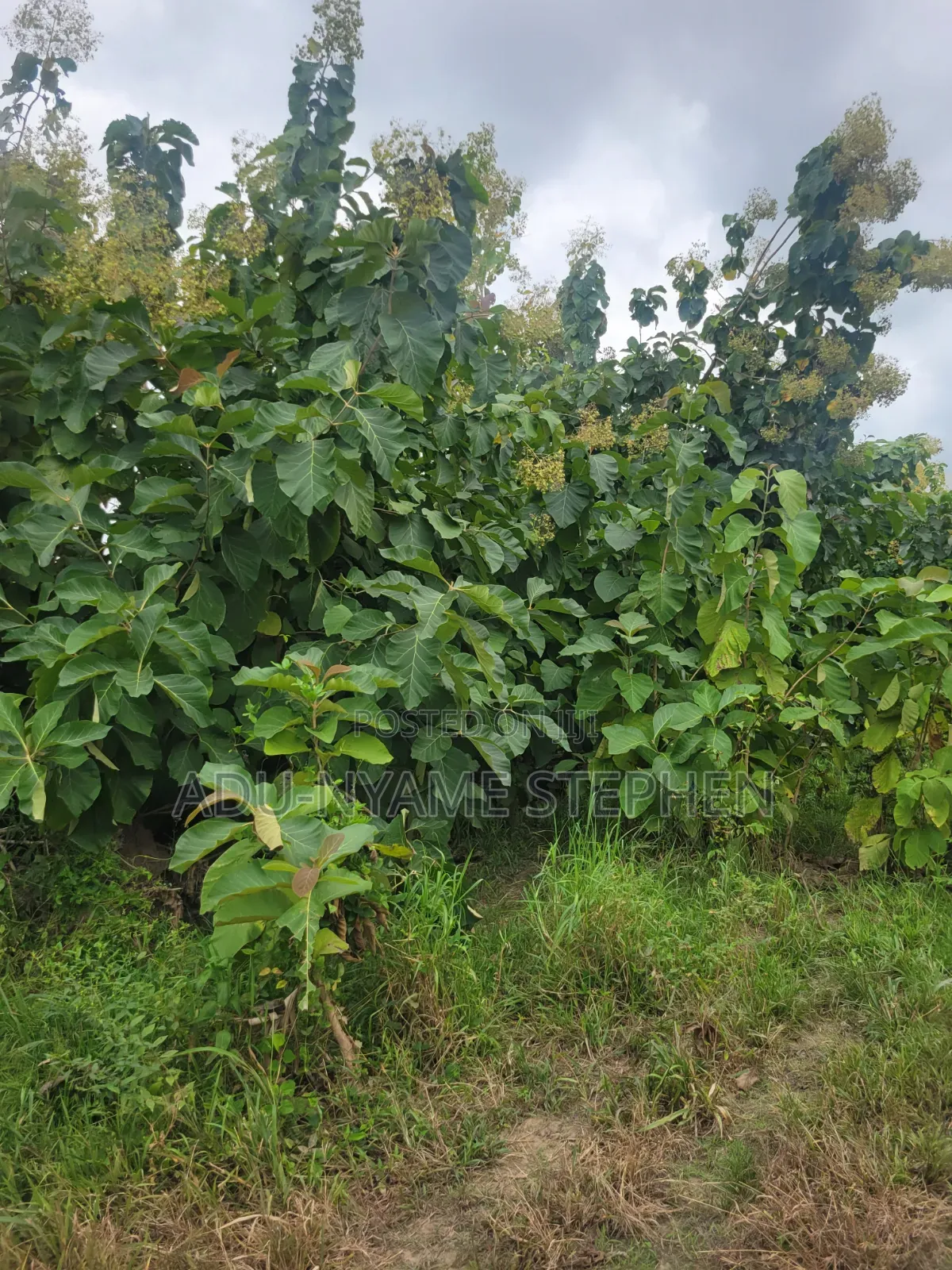 Sale of Plot of Land