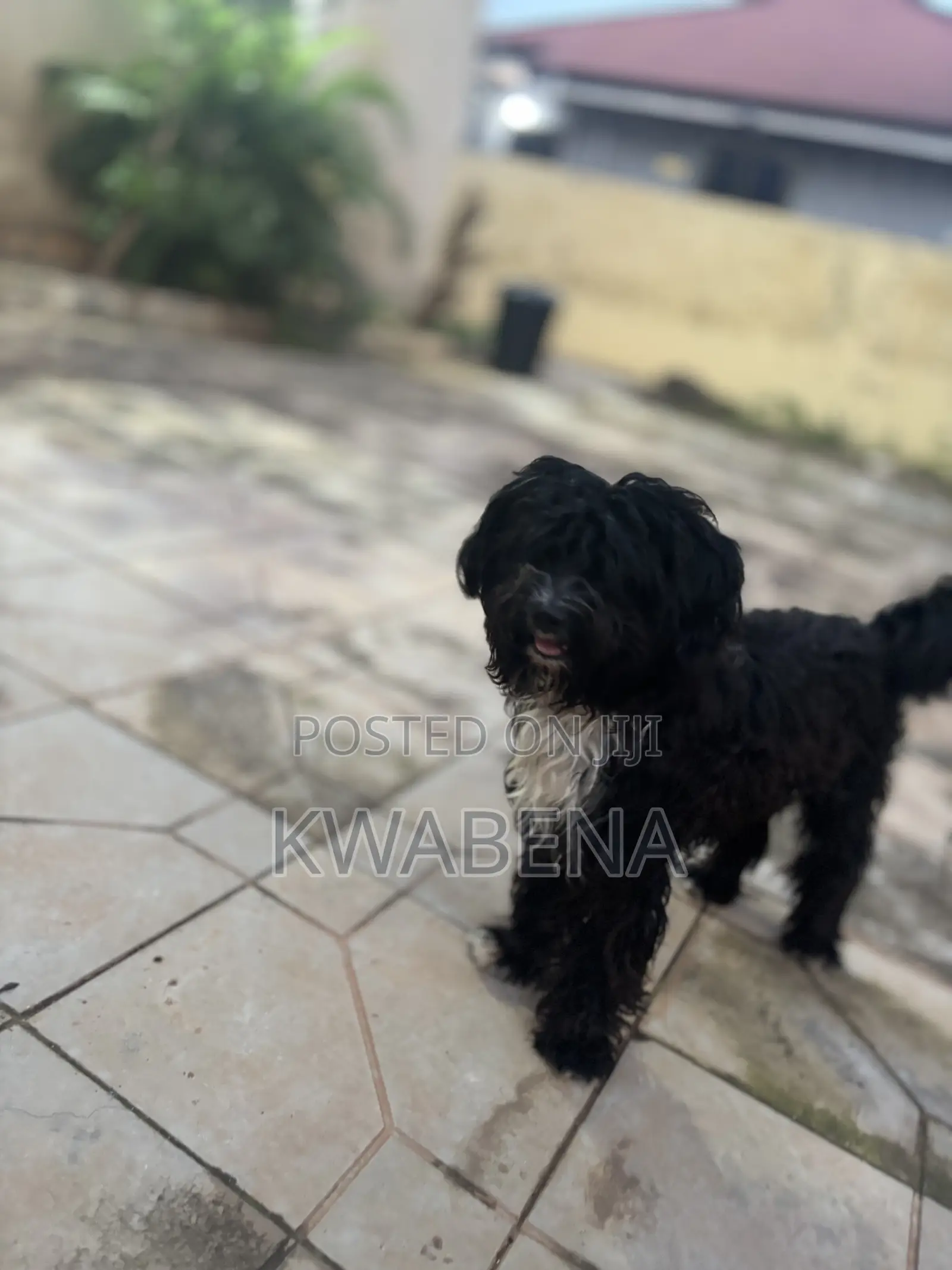 6-12 months Male Purebred Poodle