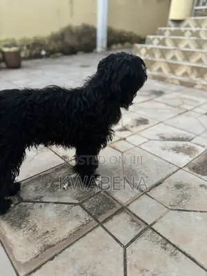 6-12 months Male Purebred Poodle