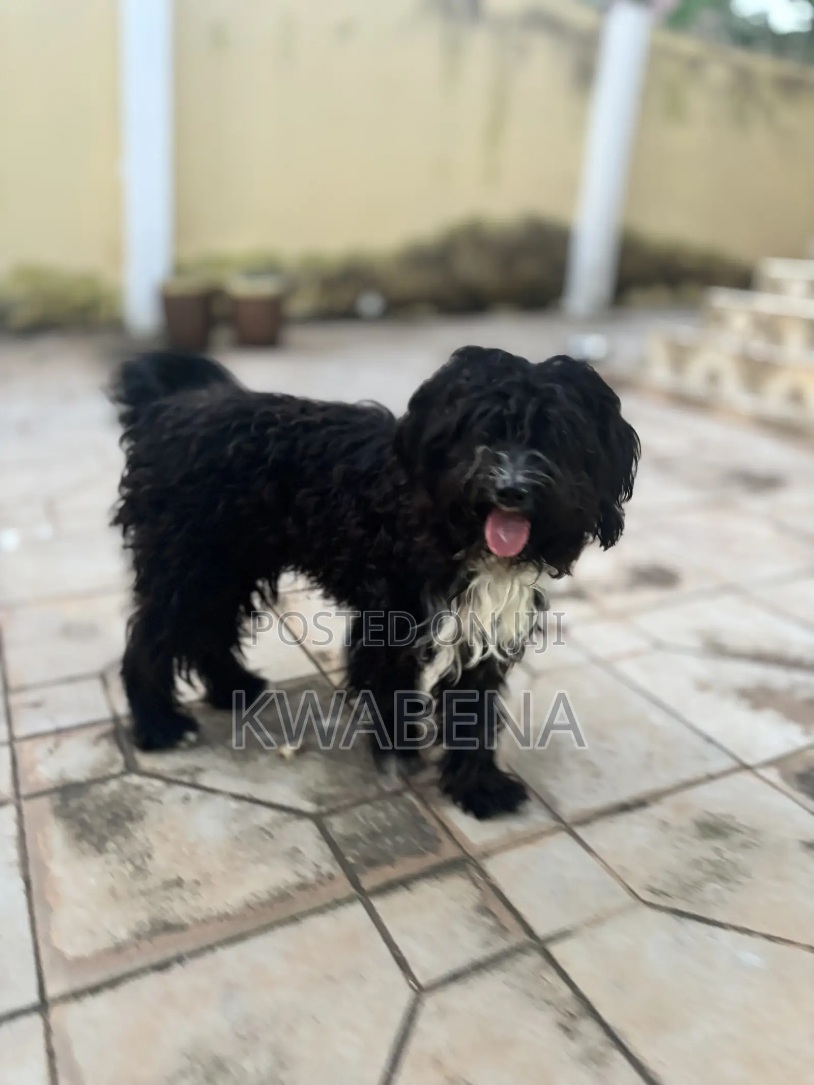 6-12 months Male Purebred Poodle