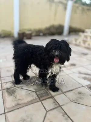 6-12 months Male Purebred Poodle