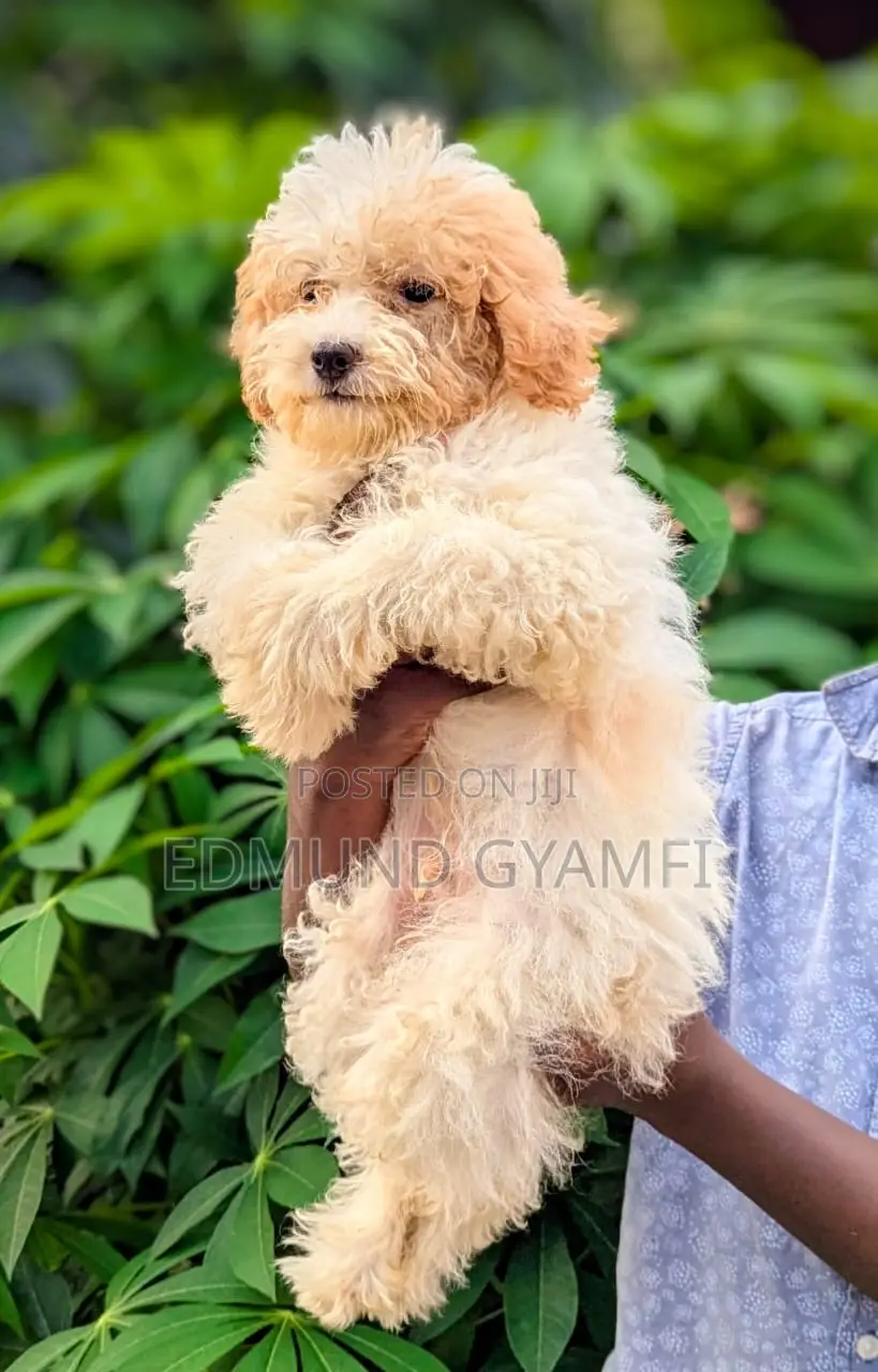 1-3 months Male Purebred Poodle