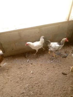 Fresh Dressed Broilers 1.8kg -2.5kg. Ashaiman