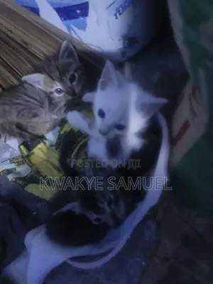 1-3 months Male Mixed Breed Cat