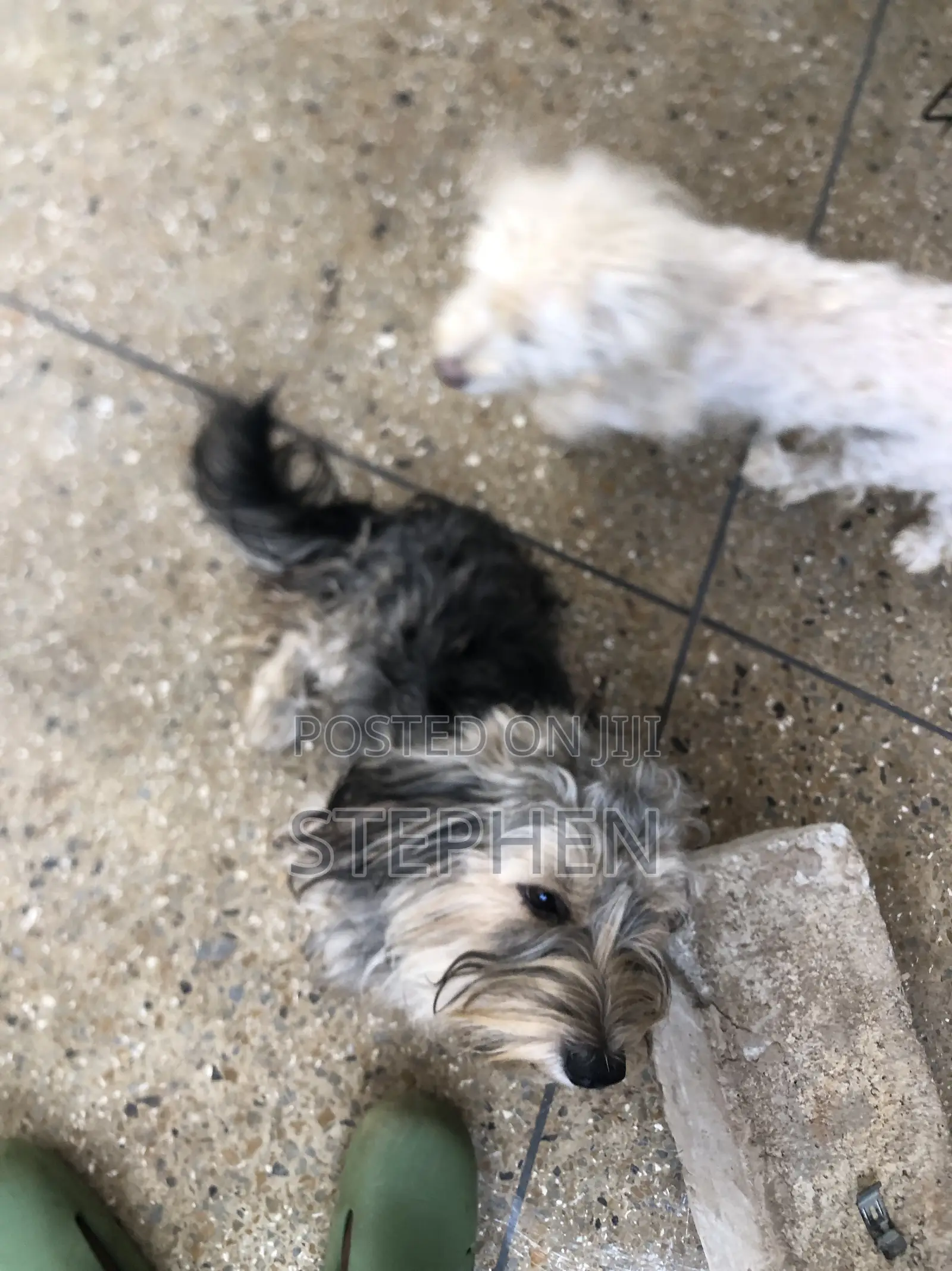 6-12 months Male Purebred Polish Lowland Sheepdog