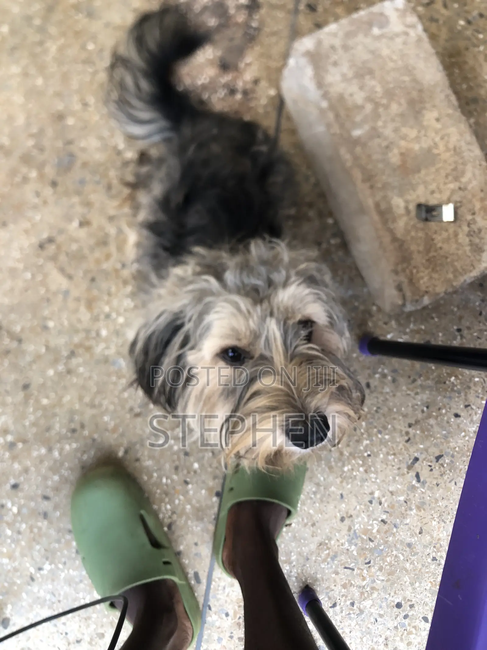 6-12 months Male Purebred Polish Lowland Sheepdog