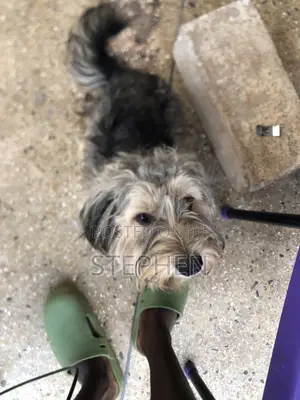 6-12 months Male Purebred Polish Lowland Sheepdog