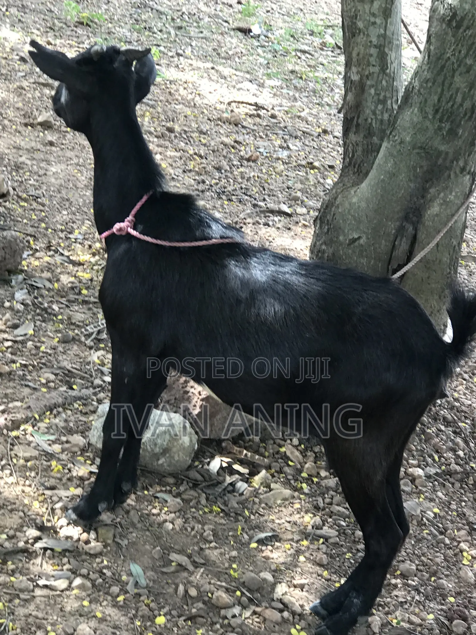 Giant She Goat