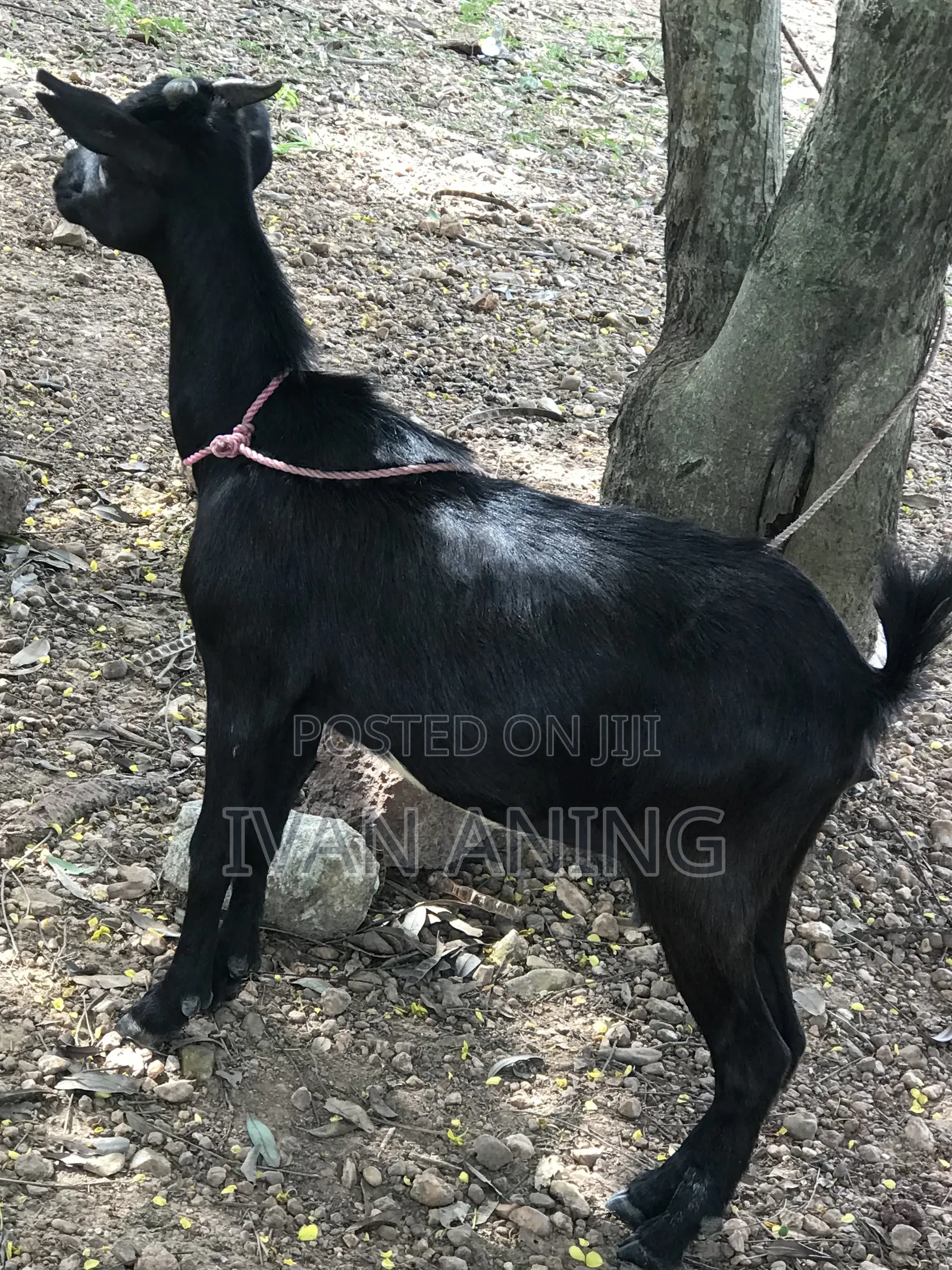 Giant She Goat