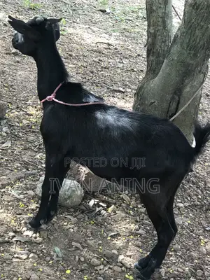 Giant She Goat
