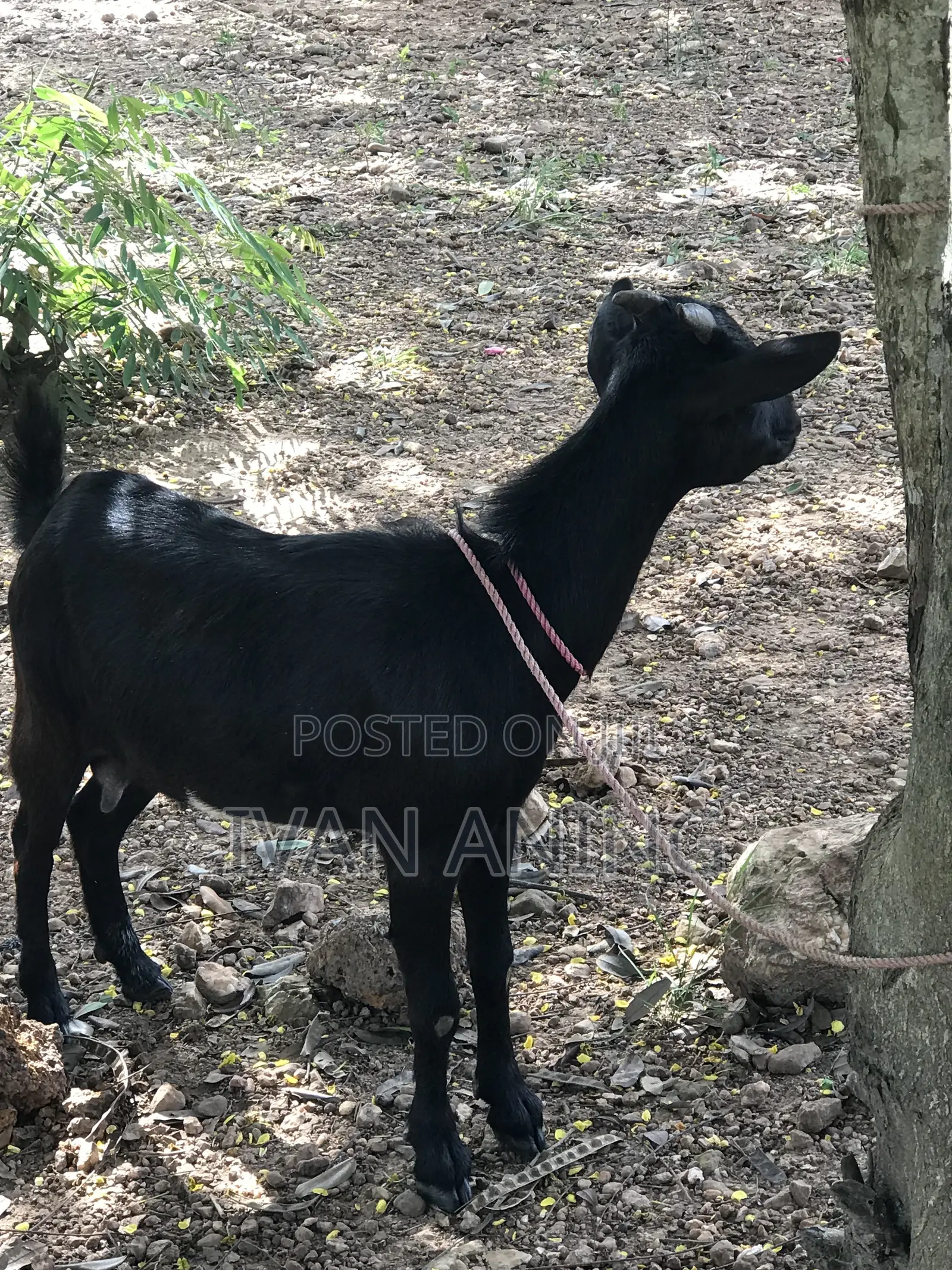 Giant She Goat