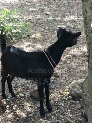 Giant She Goat