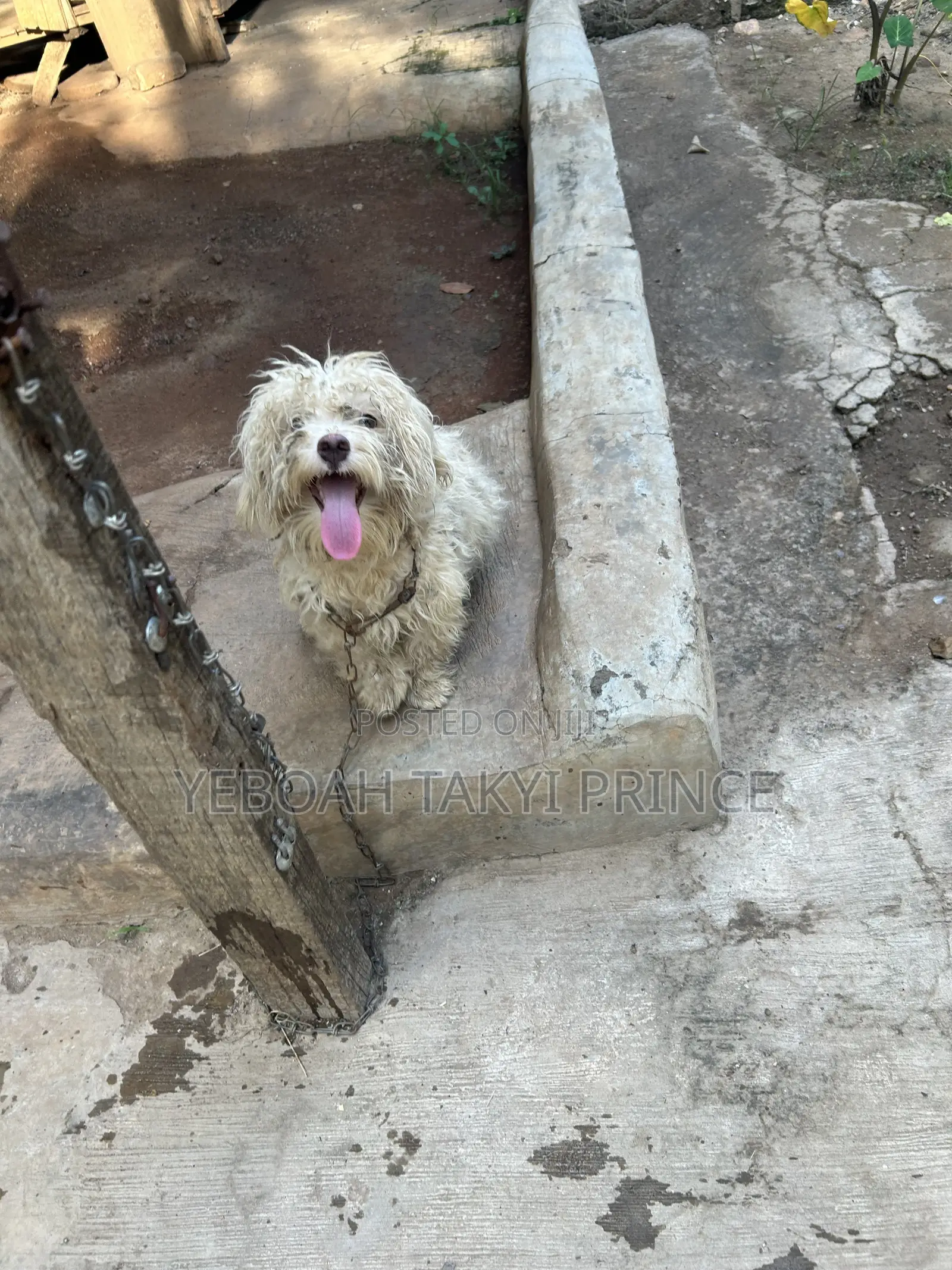 1+ year Male Purebred Maltese