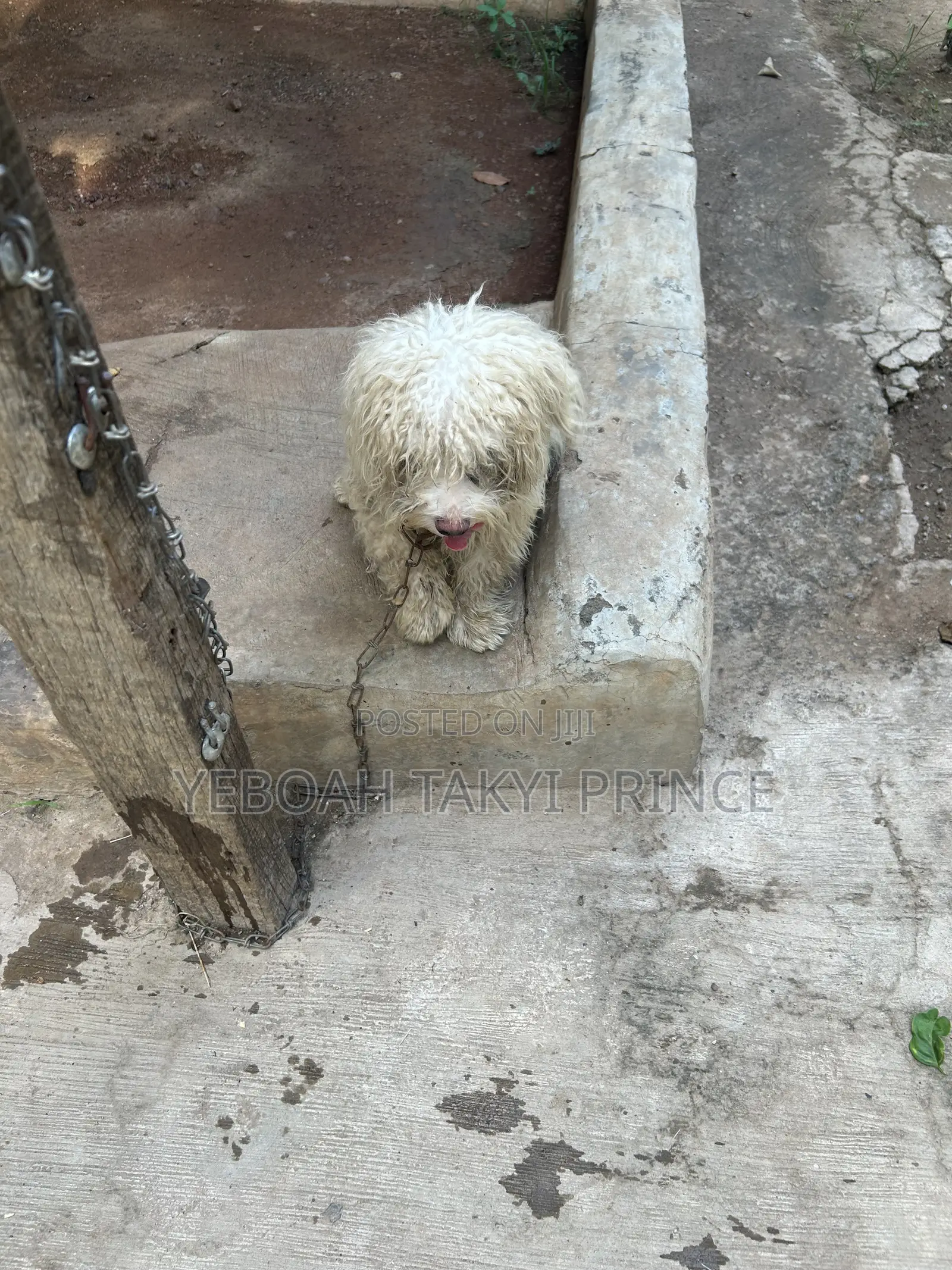 1+ year Male Purebred Maltese