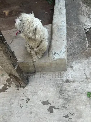 1+ year Male Purebred Maltese