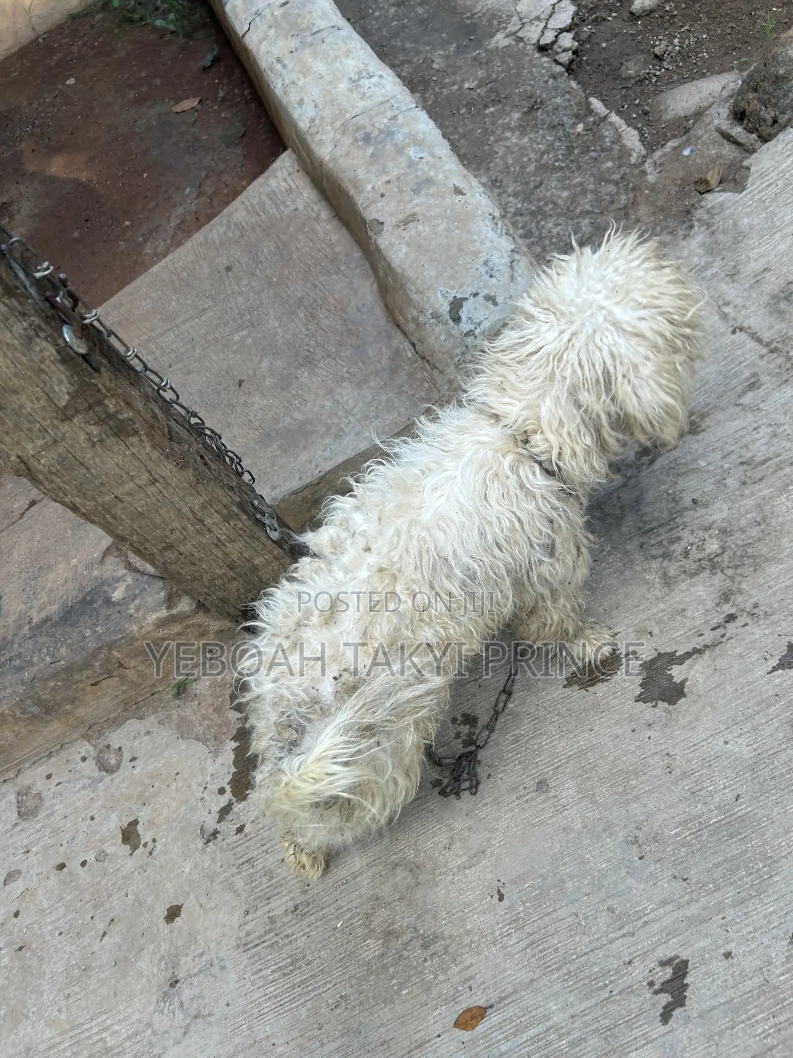 1+ year Male Purebred Maltese