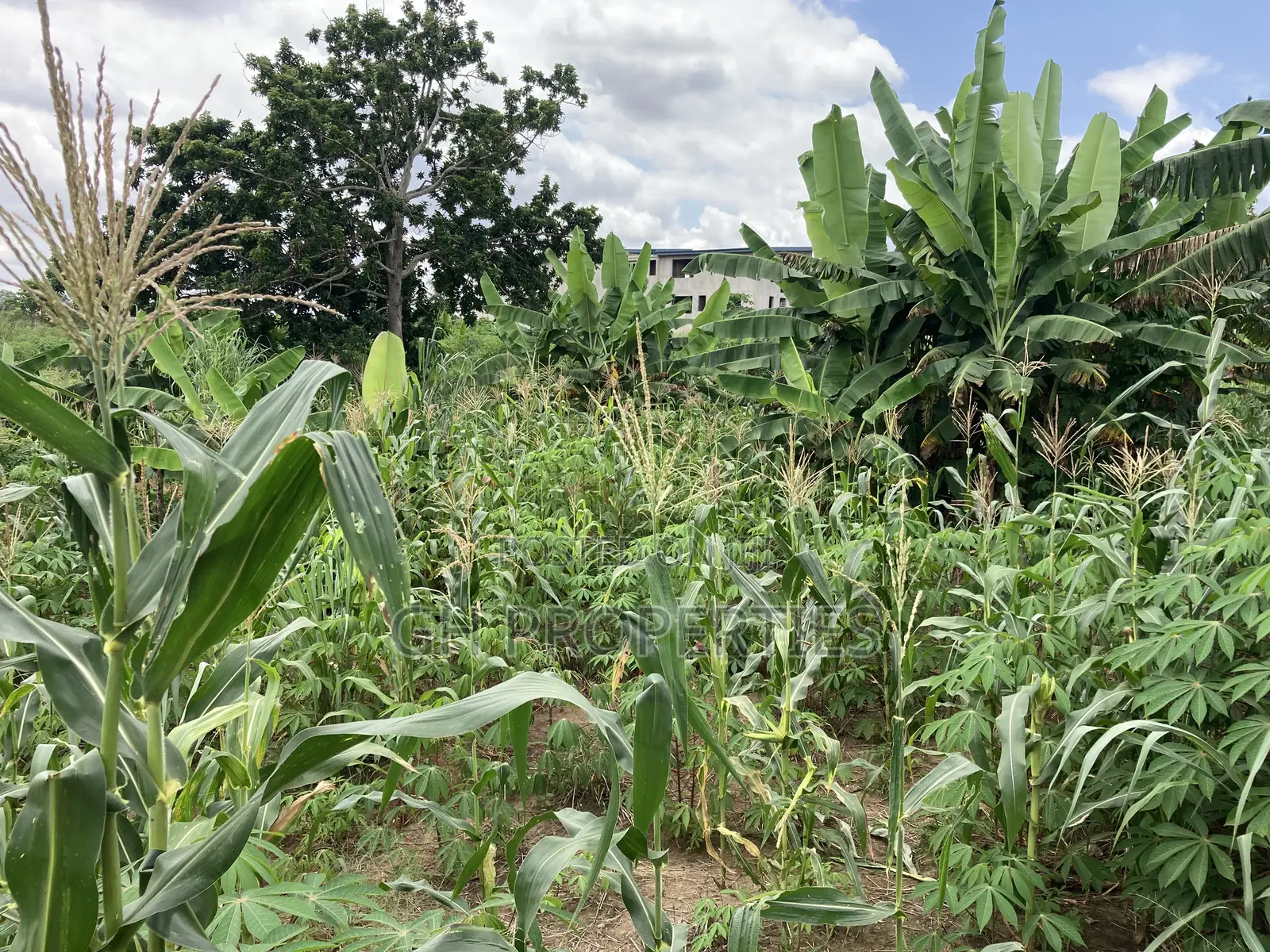 1 Plot for Sale at Trade Konkoli.2 Minutes Walk to Main Road.