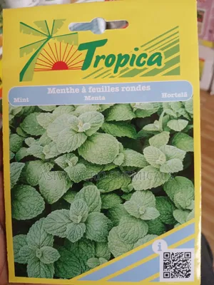 Mint Seeds