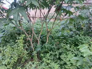 Quarter Plot for Sale