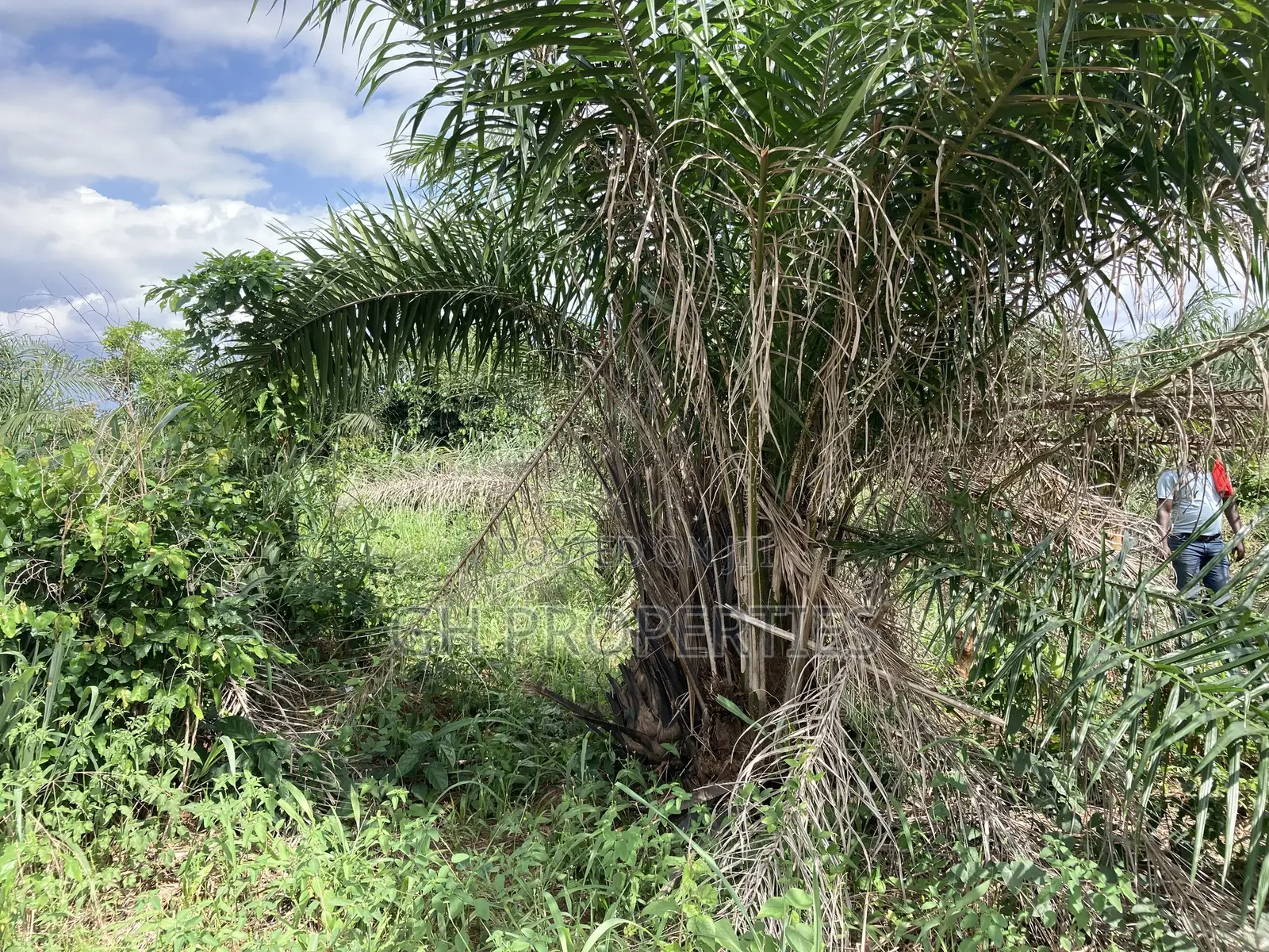 Half Plot for Sale at Sokoban, Ampaame Hills