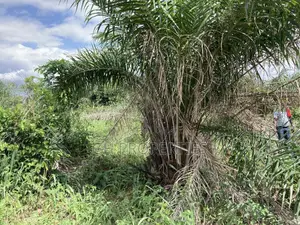 Half Plot for Sale at Sokoban, Ampaame Hills
