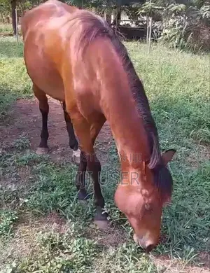 Horse Gelding and Mare