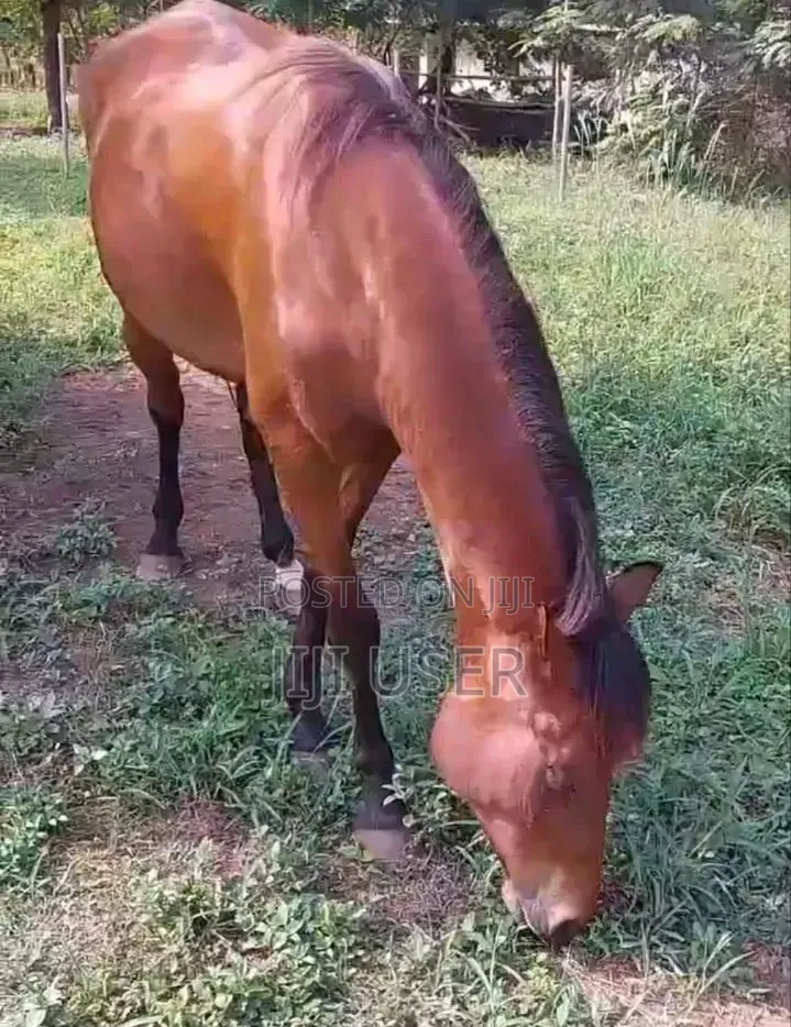 Horse Gelding and Mare