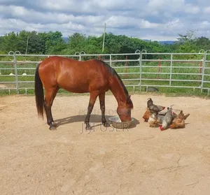Horse Gelding and Mare