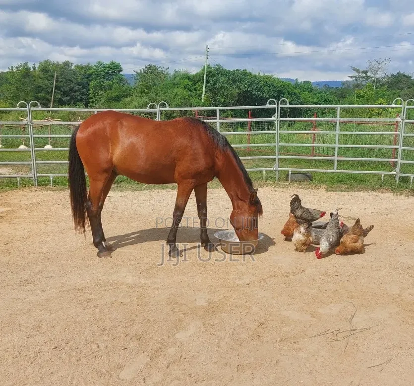 Horse Gelding and Mare