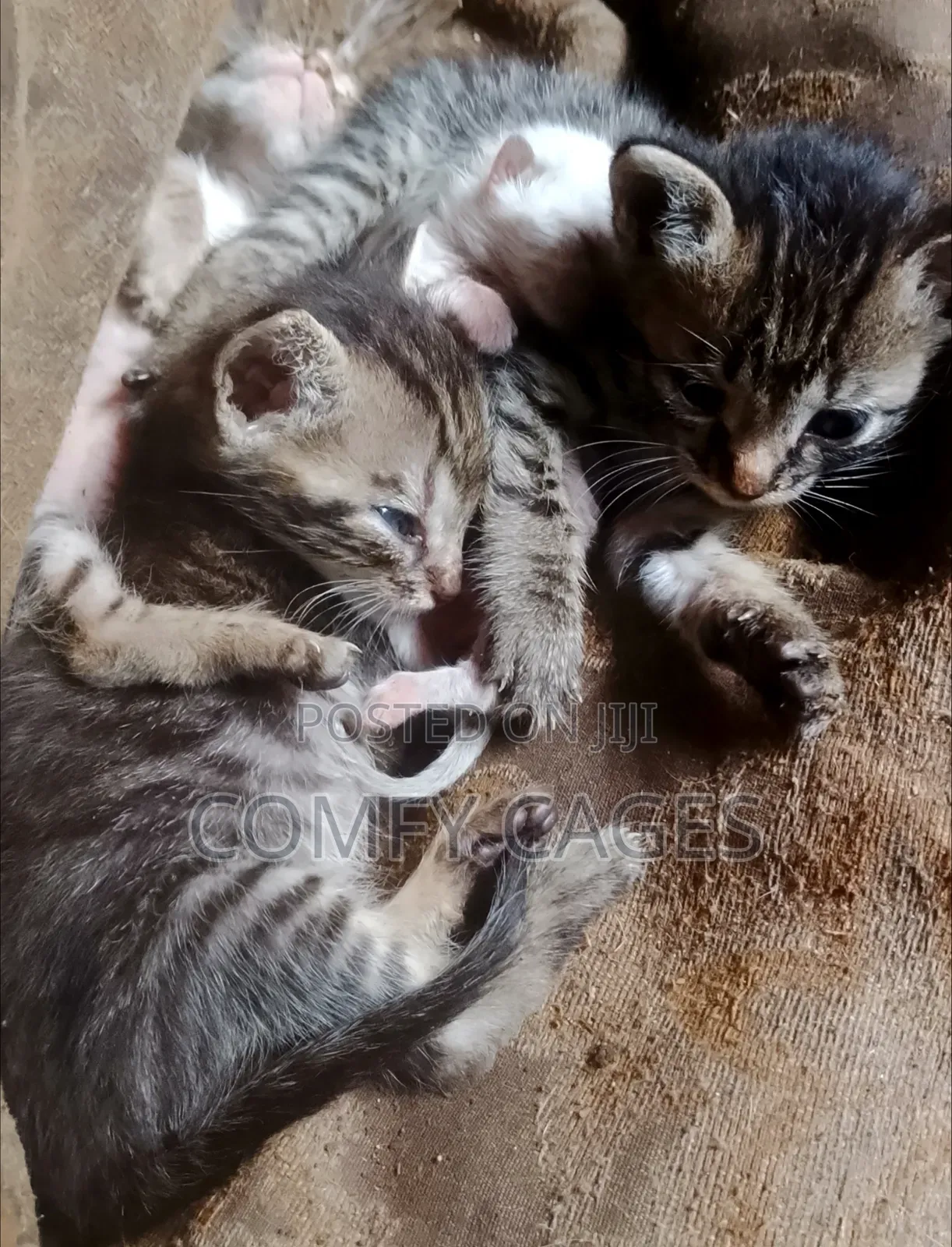 1-3 months Male Mixed Breed Cat