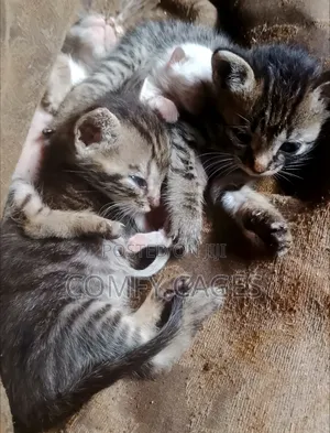 1-3 months Male Mixed Breed Cat