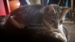 1-3 months Male Mixed Breed Cat