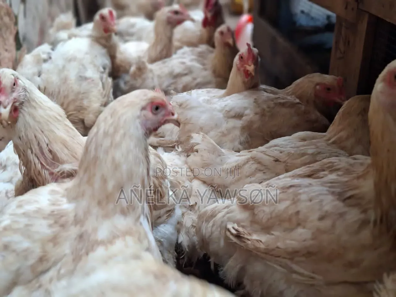Live and Dressed Broilers