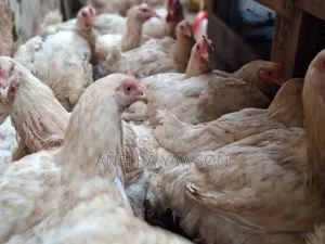Live and Dressed Broilers
