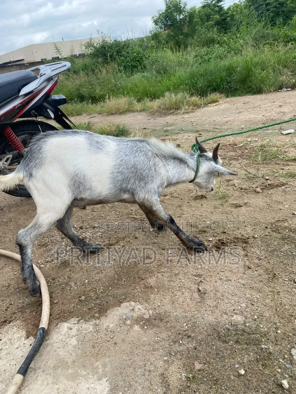 Healthy Male Goat