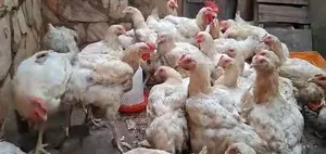 Live and Dressed Broilers