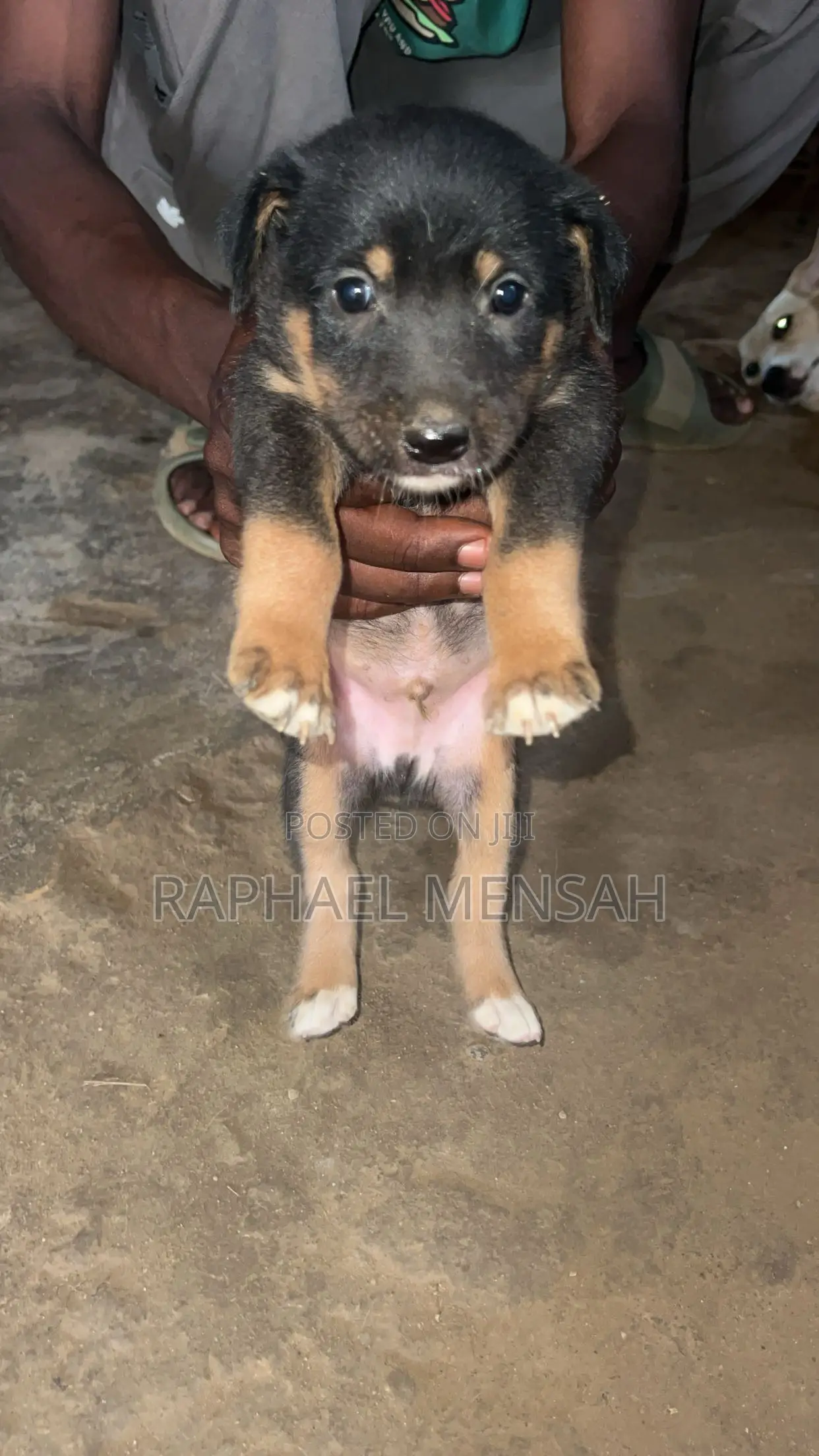 0-1 month Male Mixed Breed Jack Russell Terrier