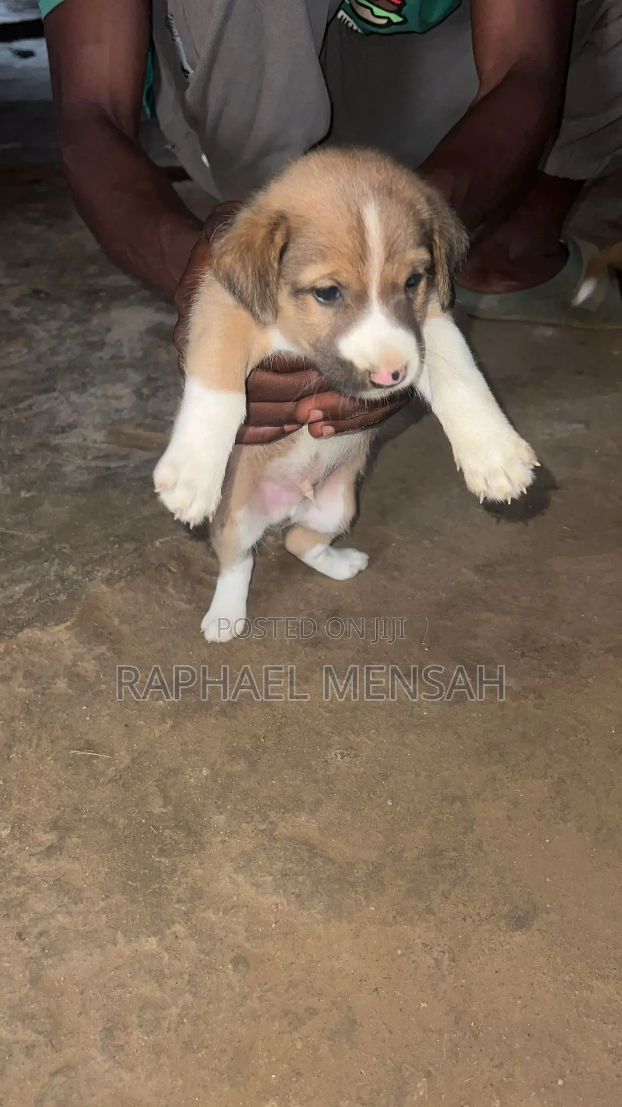 0-1 month Male Mixed Breed Jack Russell Terrier