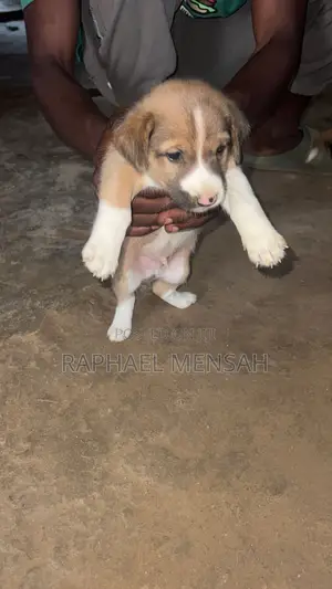 0-1 month Male Mixed Breed Jack Russell Terrier