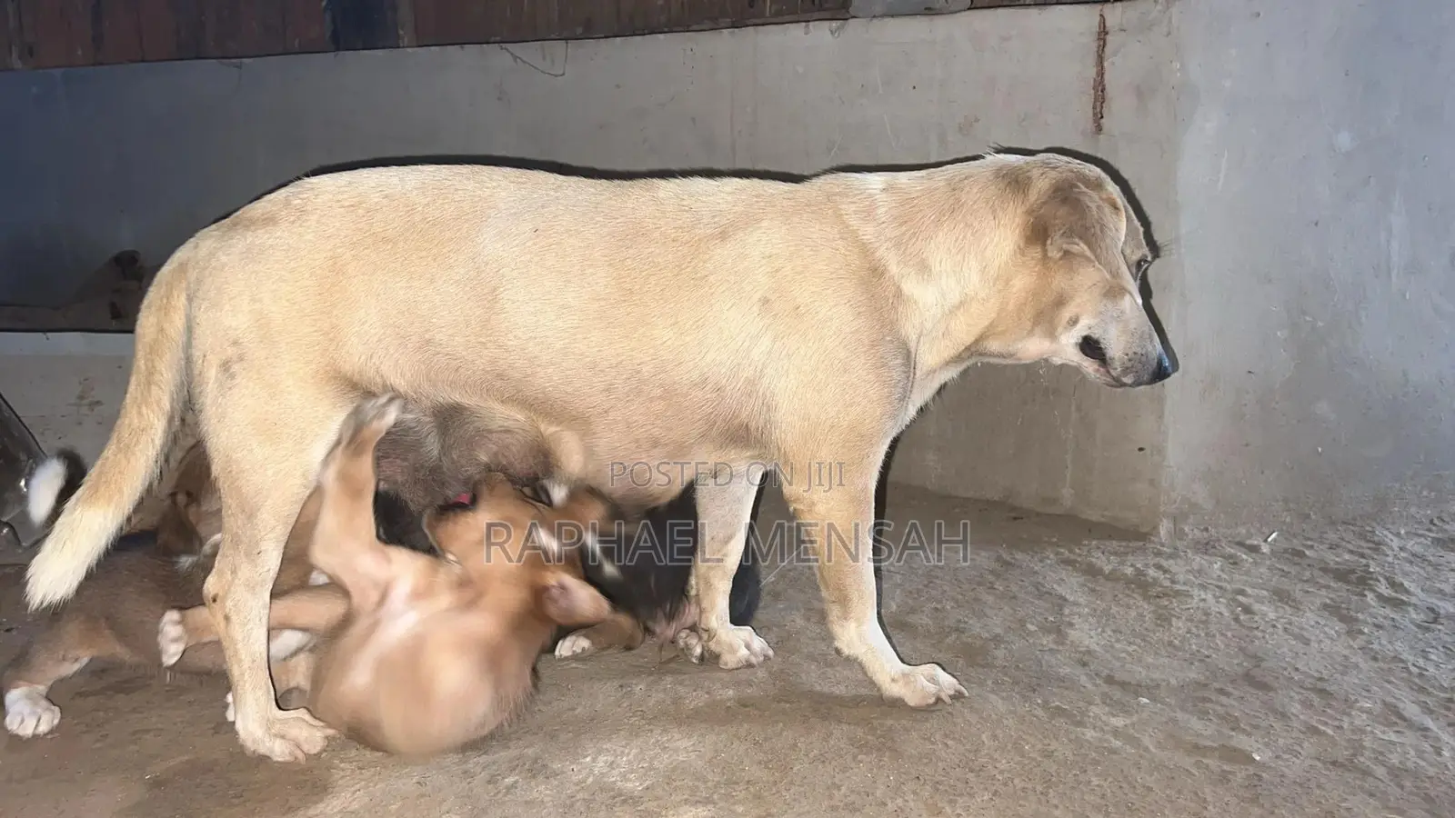 0-1 month Male Mixed Breed Jack Russell Terrier