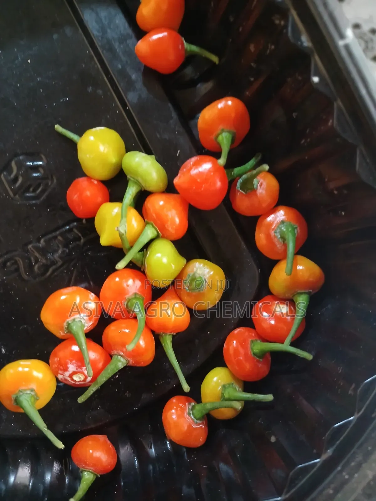 Touty Saf Pepper Seeds