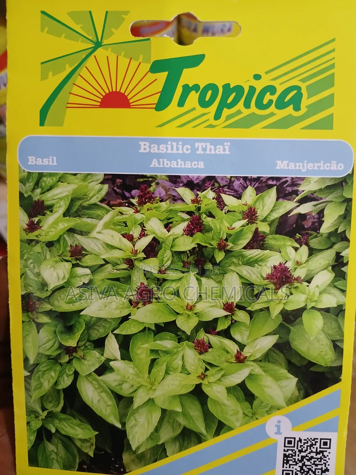 Basil (Thai Basil)