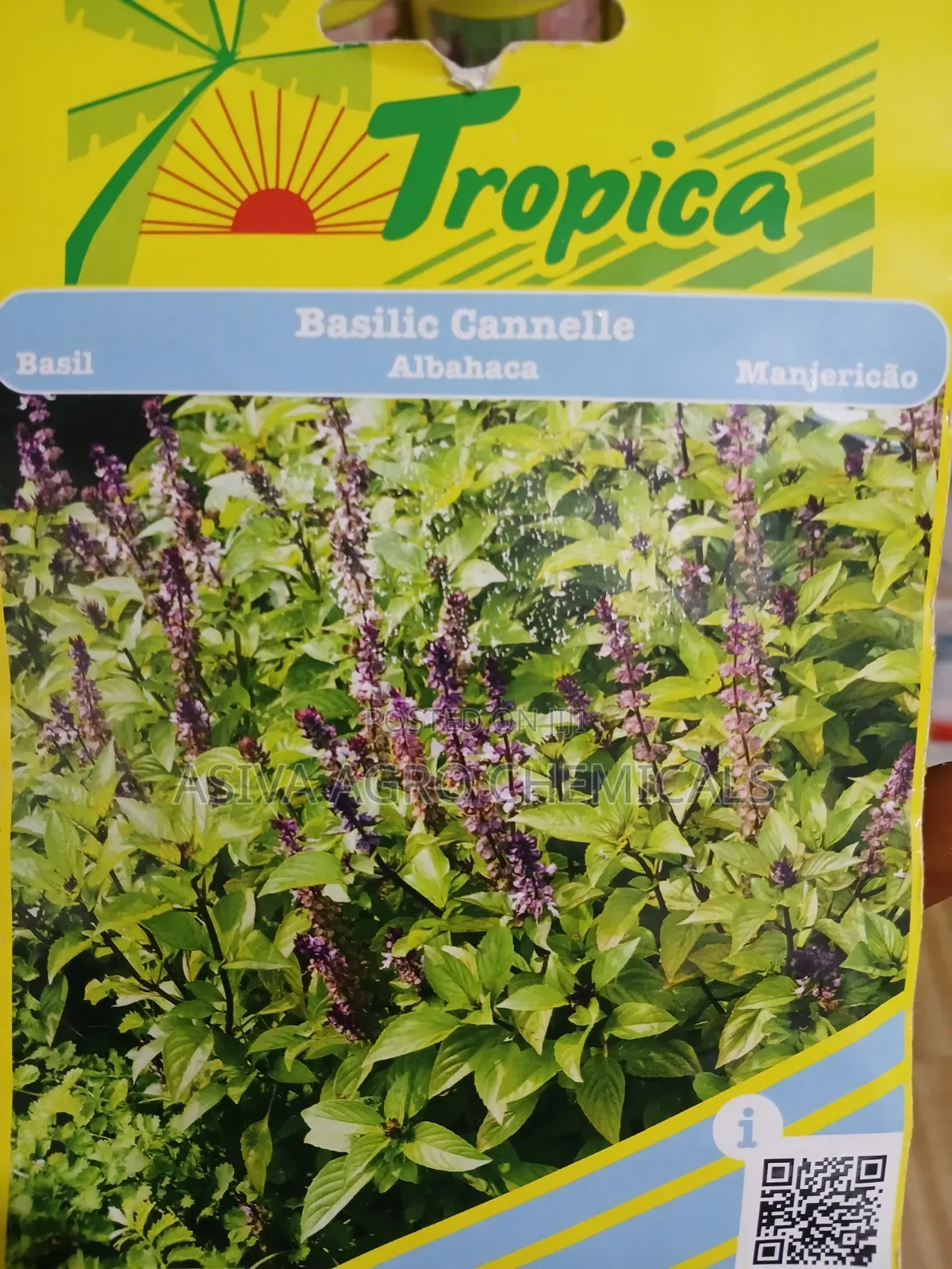 Basil (Thai Basil)